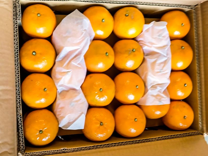 Export Quality Kinnows 10 kgs Box Rs.3,999.00 - Image 5