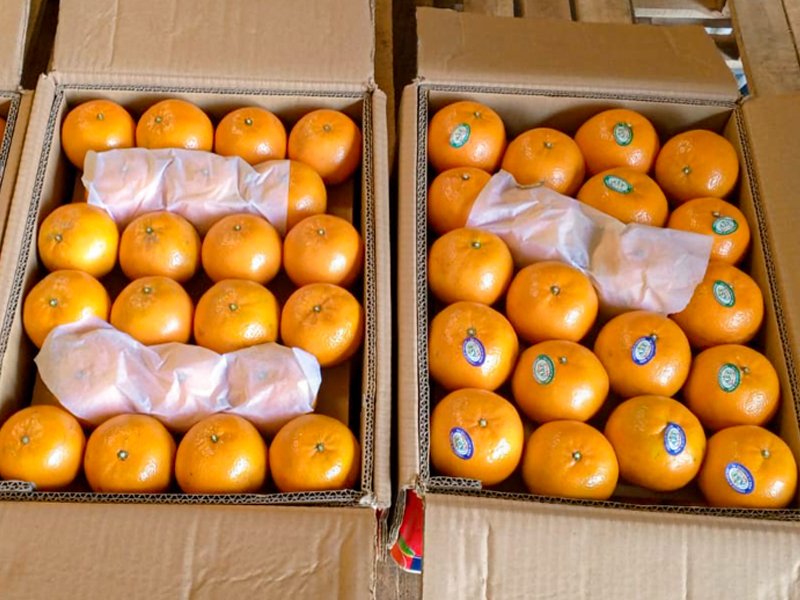 Export Quality Kinnows 10 kgs Box Rs.3,999.00 - Image 2